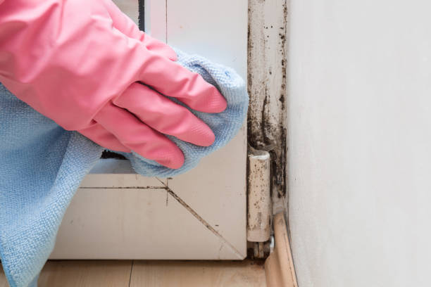 Best Black Mold Removal  in Central Point, OR