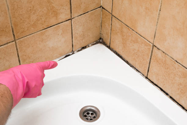 Best Commercial Mold Removal  in Central Point, OR